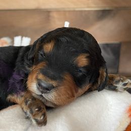 Aussiedoodles, Bernedoodles, Poodles, and Sheepadoodles from Draper Mountain Doodles