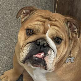 Bindi - Bulldog