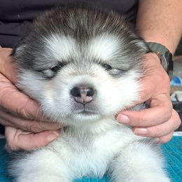 Girl 6 - Gray and white female Alaskan Malamute puppy in Prince William County, Virginia from SnoCap Kennel
