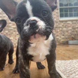 French Bulldogs from Seven Blessings Frenchies