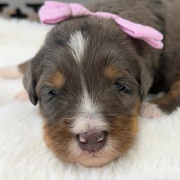 Miss Crush - Blue merle female Bernedoodle puppy in Hegins, Pennsylvania from Bubbling Springs Doodles, LLC