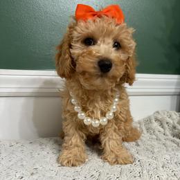 Clyde - Apricot male Maltipoo puppy in Feasterville Trevose, Pennsylvania from HMH’s Maltipoos & Cavaliers