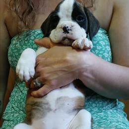 Rose - Brindle female Boxer puppy in Cannon Falls, Minnesota from Pattys Boxers and Bulldogs