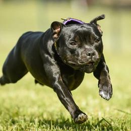 Staffordshire Bull Terrier All Grown Up from Freystaff Staffordshire Bull Terriers