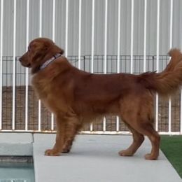 Clancy - Golden Retriever