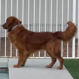 Clancy - Golden Retriever