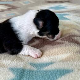 Gray Collar Boy Sage - Black and tan male Pembroke Welsh Corgi puppy in Paris, Kentucky from Flat Run Corgis