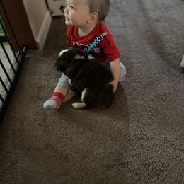 Miniature Australian Shepherd and Toy Australian Shepherd Puppies from Small World Aussies