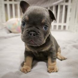French Bulldog Puppies from French Pup