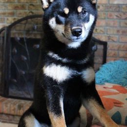 Meeka - Black and tan Shiba Inu puppy in Indiana from Wind Dancer's Shibas