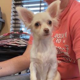 Happy - Cream and white female Chihuahua puppy in Palmyra, Indiana from Country Star Chihuahuas