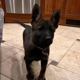 Cava (lavender) yellow - Sable female German Shepherd puppy in Pahrump, Nevada from Wachhund Kennels