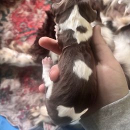 Boy 5 - Liver and white male English Springer Spaniel puppy in Huntingdon, Pennsylvania from Indian Creek Springers and Doxies