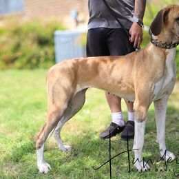 Persephone - Great Dane