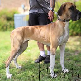 Persephone - Great Dane