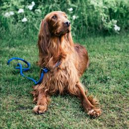 Lucy - Irish Setter