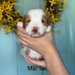 Goldendoodle Puppies from Gracious Doodle Dogs