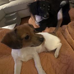 Companion Cross, Dachshund, Pomeranian, and Toy Australian Shepherd Puppies from Hochatown Awesome Aussies