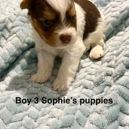 Boy 3 - Parti male Yorkshire Terrier puppy in Princeton, Kentucky from Paw-Perfect Palace