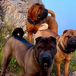 Chinese Shar-Pei from ENZI PEI