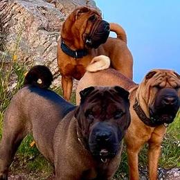 Chinese Shar-Pei from ENZI PEI