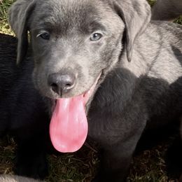Dilute Retriever and Labrador Retriever Puppies from Silver Labrador of Southern California
