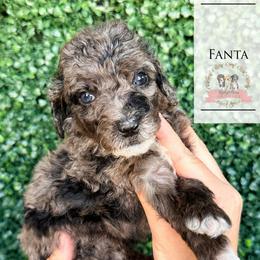Fanta - Blue merle female Aussiedoodle puppy in Corydon, Indiana from Ridgeline Doodles