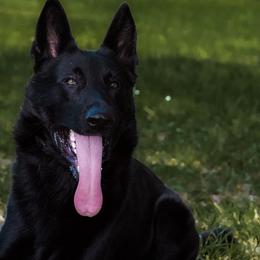 Simba - German Shepherd