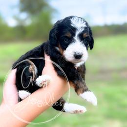 Black - Tri-color male Bernedoodle puppy in Rockwall, Texas from Glory Doodles