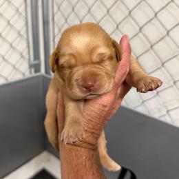 Glory - Fox red female Dilute Retriever puppy in Baldwin City, Kansas from Hedge Lane Labradors
