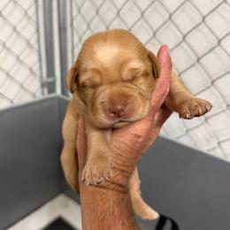 Glory - Fox red female Dilute Retriever puppy in Baldwin City, Kansas from Hedge Lane Labradors