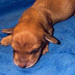 Neon - Red male Dachshund puppy in Albuquerque, New Mexico from Designer Dachshund Club