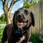 Border Collie, Golden Retriever, and Sporty Mix Puppies from Turbo Border Collies & Coltrievers