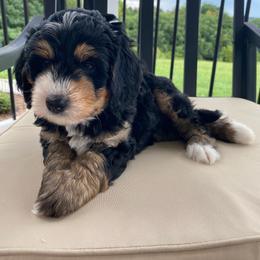 Virginia - Tri-color female Bernedoodle puppy in New Market, Virginia from Frosty & Ginger Co Home of Doodles