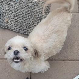 Gypsy - Shih Tzu