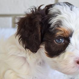 Australian Labradoodle Puppies from Australian Heritage Labradoodles