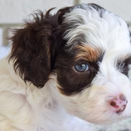 Australian Labradoodle Puppies from Australian Heritage Labradoodles