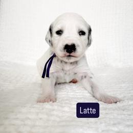 Latte - LUA long coat - White and black female Dalmatian puppy in Davenport, Florida from Sunny Jewels Dalmatians