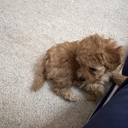 Poodle Puppies from ItalianToyPoodles