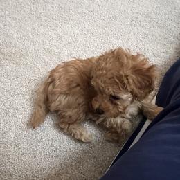 Poodle Puppies from ItalianToyPoodles