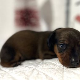 Boy Black - Red Dachshund puppy in Modesto, California from Lola’s Doxies