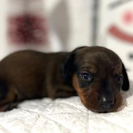 Boy Black - Red Dachshund puppy in Modesto, California from Lola’s Doxies