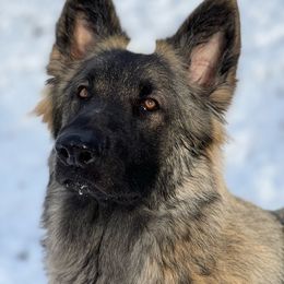 Millie - Shiloh Shepherd