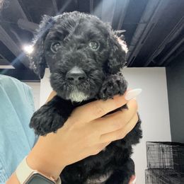 Rover - Black male Goldendoodle puppy in St. Louis, Illinois from Ashly Miller