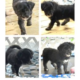 Bolt - male Barbado da Terceira puppy in Myrtle Beach, South Carolina from Os Reis Barbado da Terceira and Runway Papillons