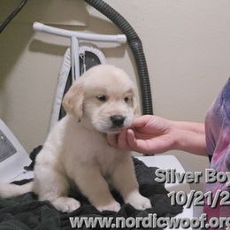Silver Boy - Light golden male Golden Retriever puppy in Peoria, Arizona from Nordic Woof's Golden Retrievers
