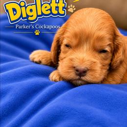 Diglett - Red male Cockapoo puppy in Perry, Arkansas from Parker's Cockapoos