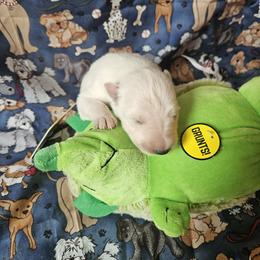 No Mark Girl - White female German Shepherd puppy in Cecilia, Kentucky from Paws Inn Kennel