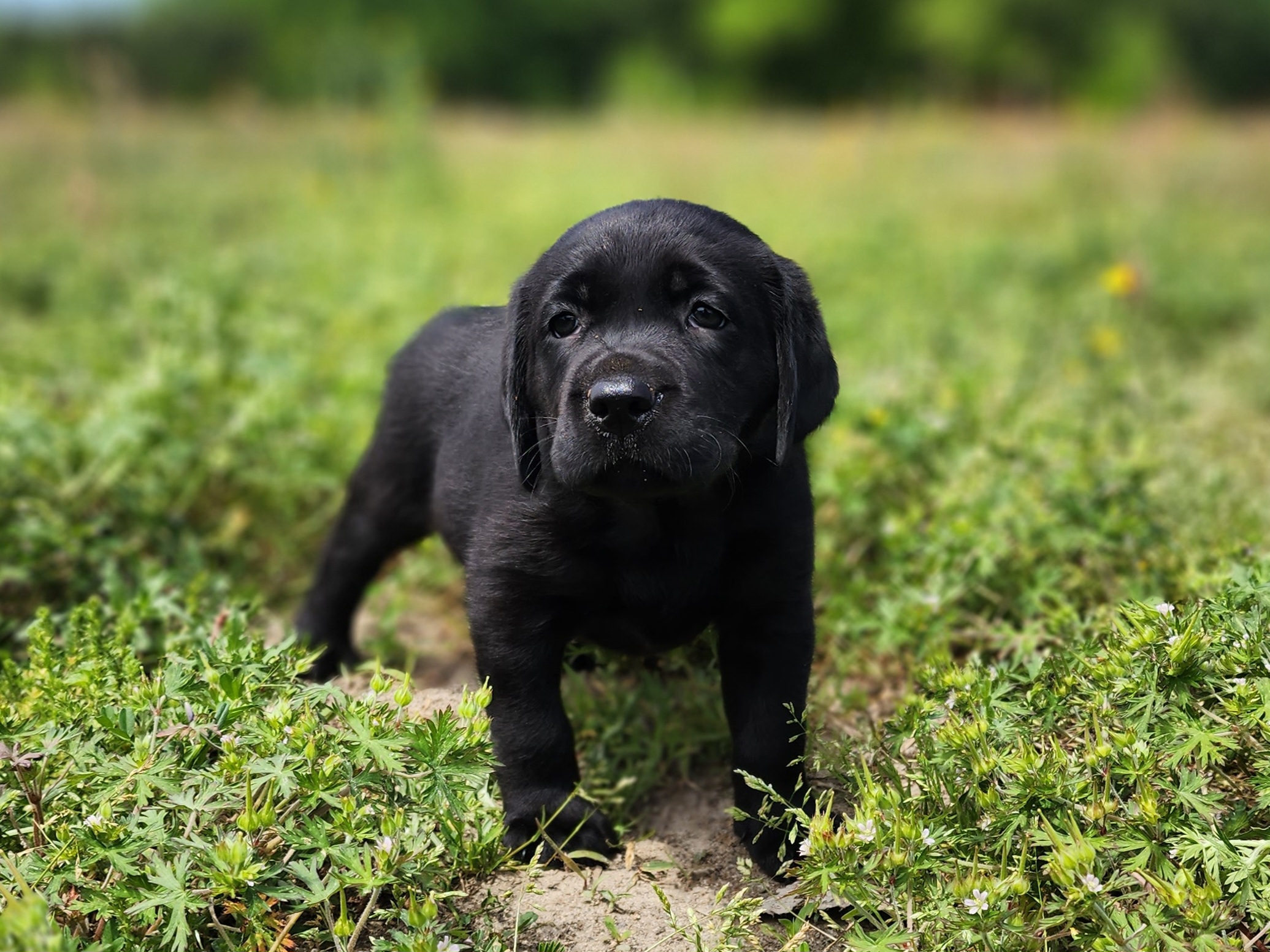 Labrador Retrievers from Wayalife Labradors
