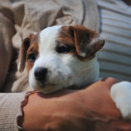 Toeless - Tri-color female Jack Russell Terrier puppy in Graham, Washington from Ethical Jacks